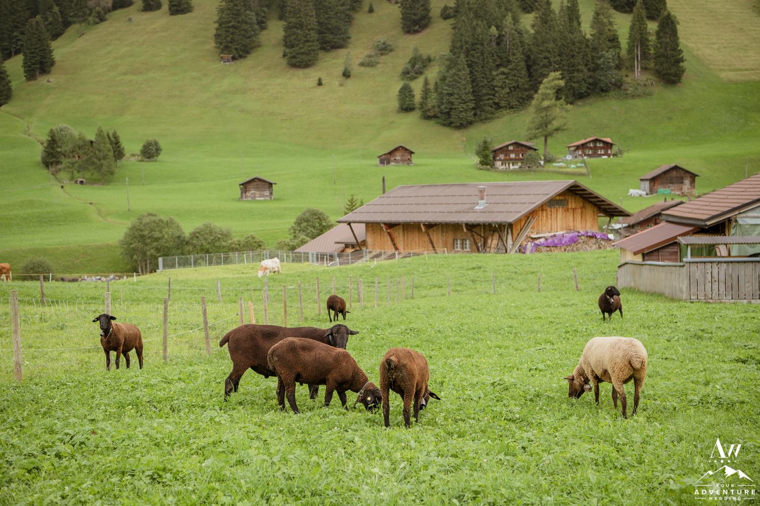 Farm Animals in Adelboden Switzerland