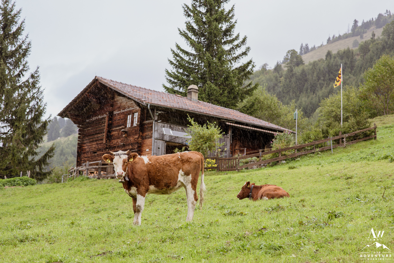 Farm Animals in Adelboden Switzerland