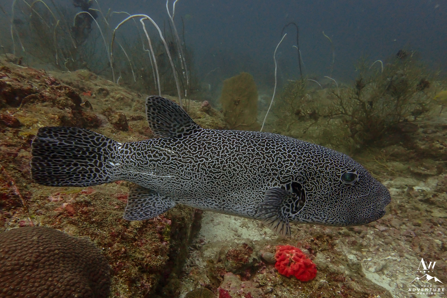 Fish Found in Similan Islands Thailand-