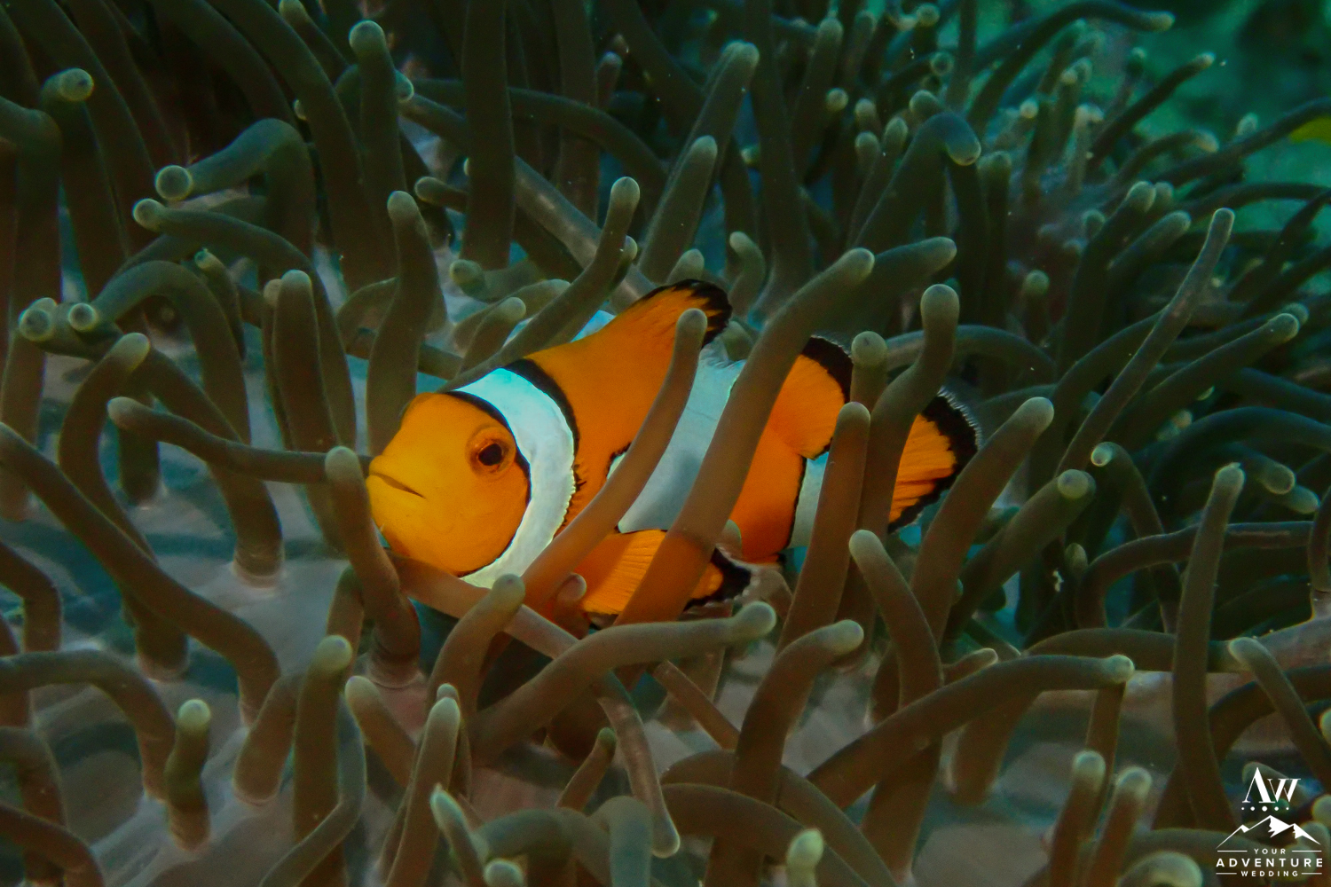Clown Fish Found in Similan Islands Thailand