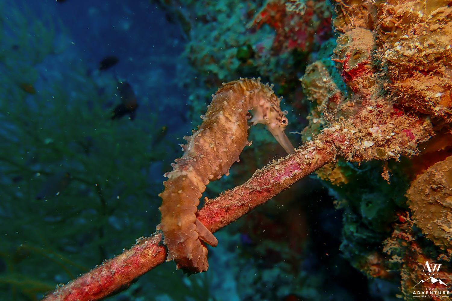 Seahorse Found in Similan Islands Thailand-