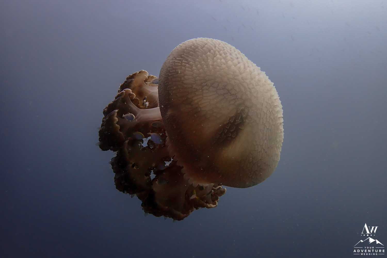 Fish Found in Similan Islands Thailand