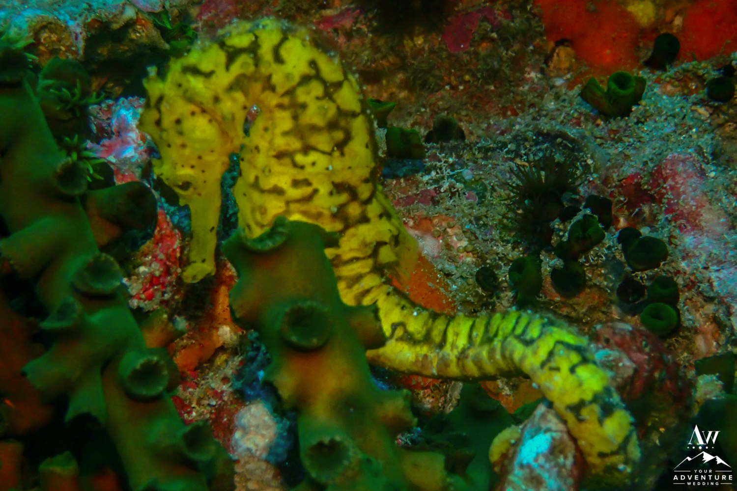 Seahorse Scuba Diving in the Similan Islands Thailand