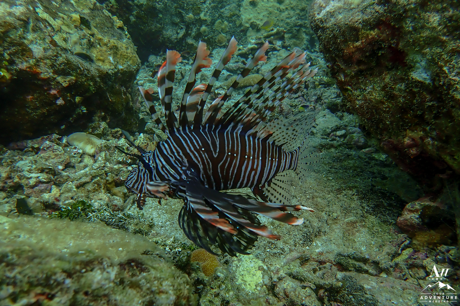 Fish Found in Similan Islands Thailand