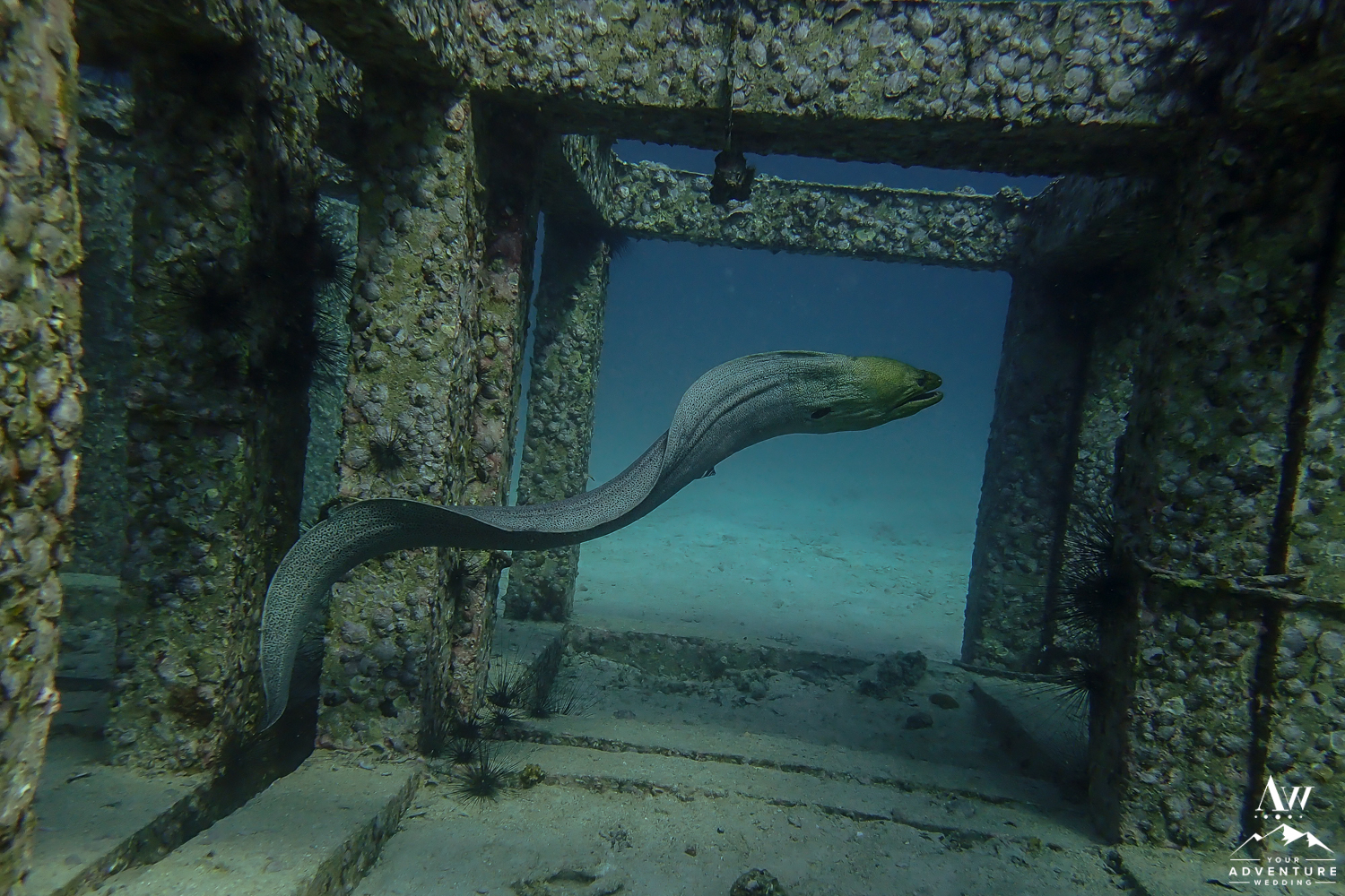 Eel in Similan Islands Thailand-