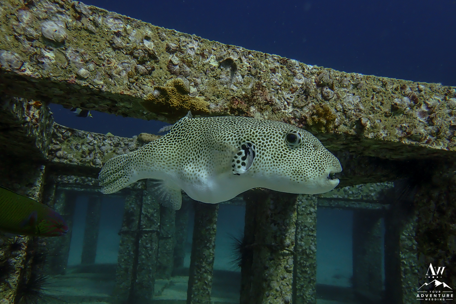 Fish Found in Similan Islands Thailand