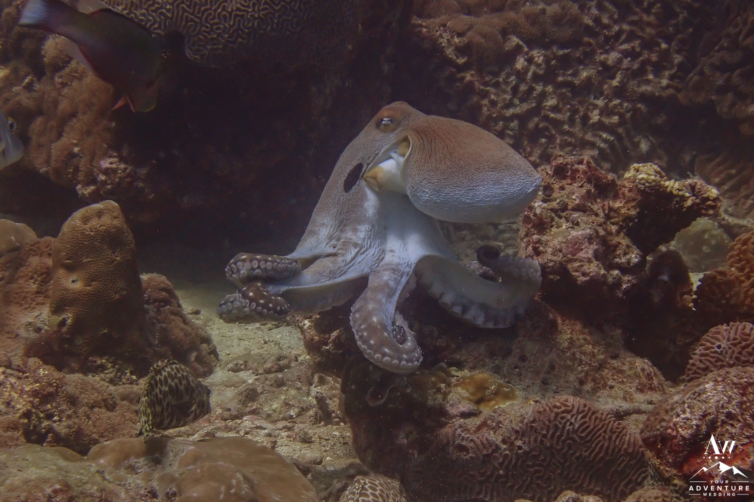 Octopus in Similan Islands Thailand