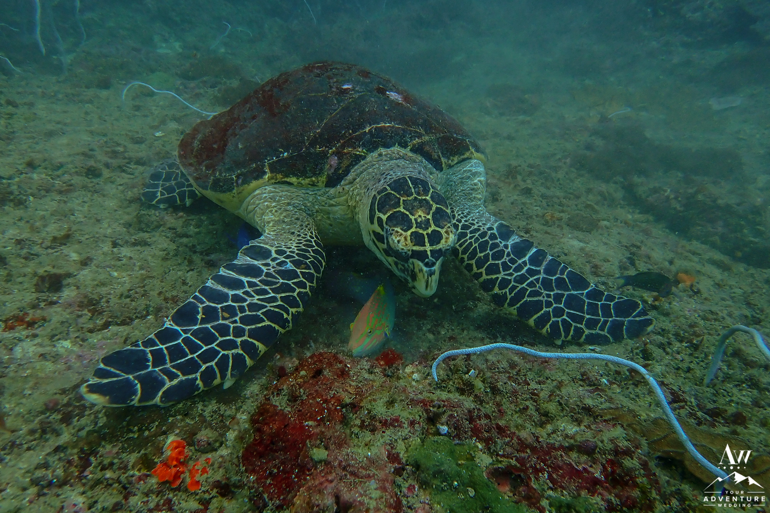 Turtle underwater Similan Islands Thailand