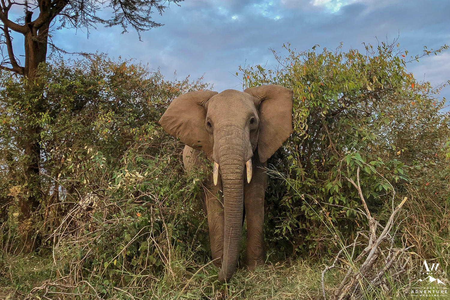 Adventure Weddings & Elopements in Africa elephant in Kenya