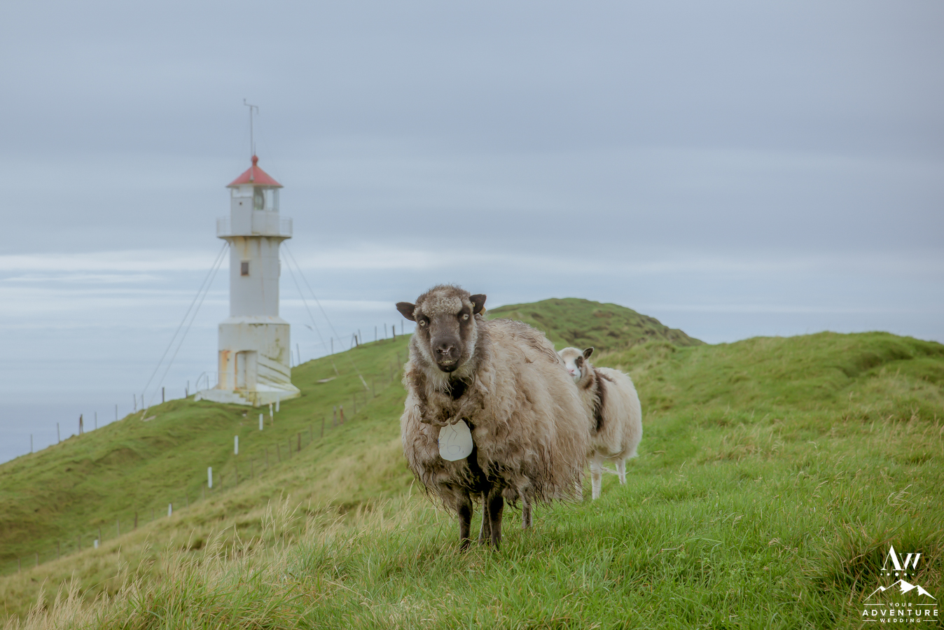 adventure weddings & eloping in the Faroe Islands-Sheep with Lighthouse