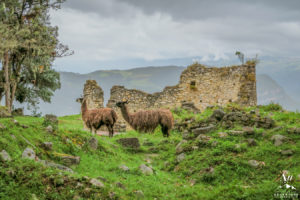 Lesser-Known Hiking Trails in Peru-Kuelap and a llmas