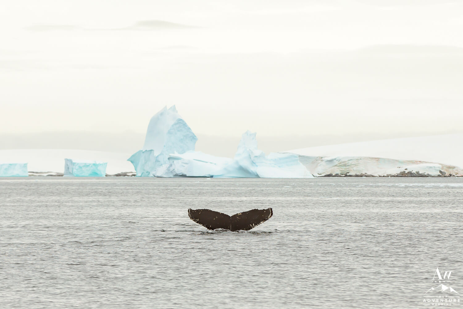 Whale Tail during Antarctica Wedding Expedition